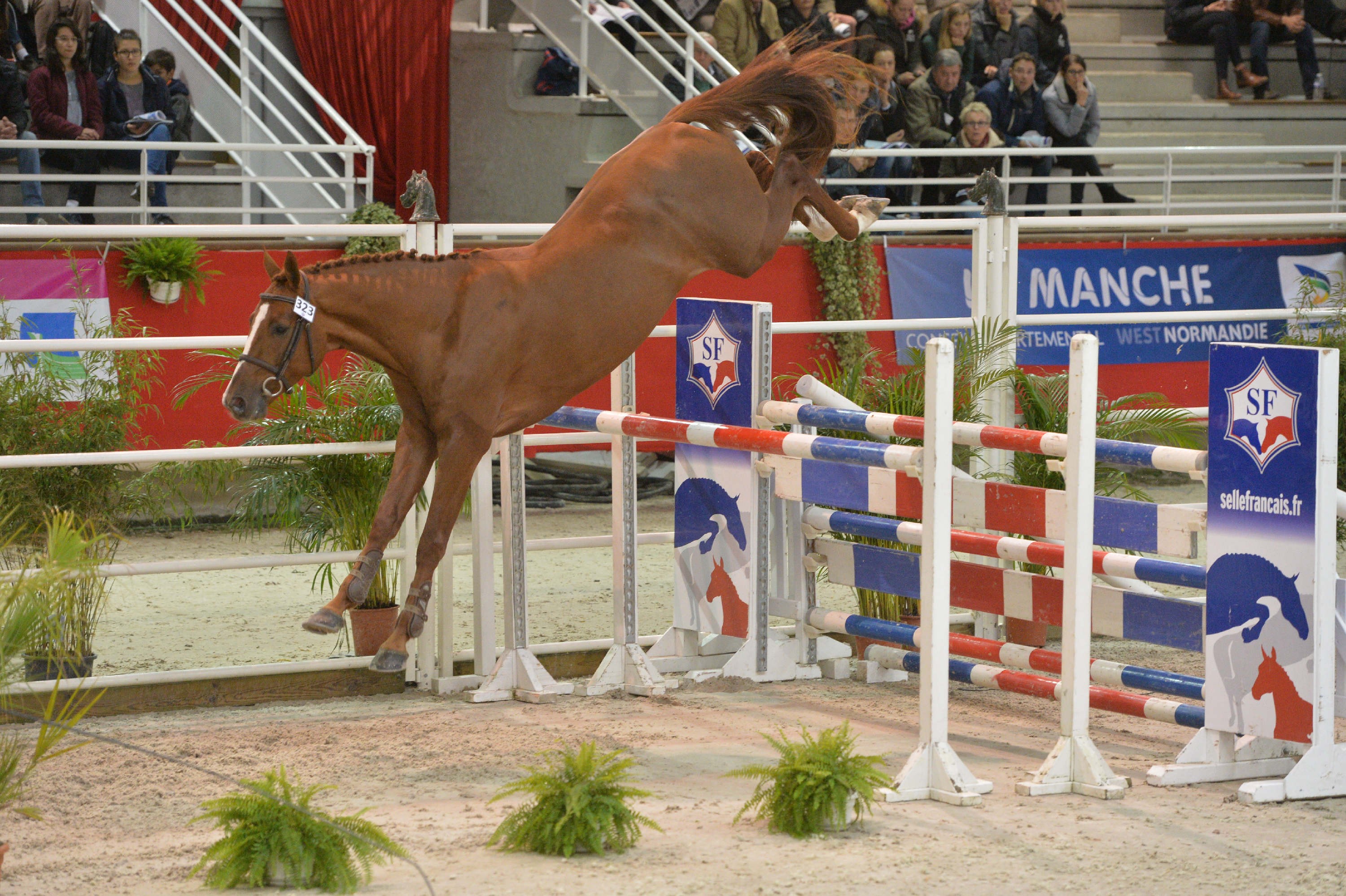 Selle Francais Horses